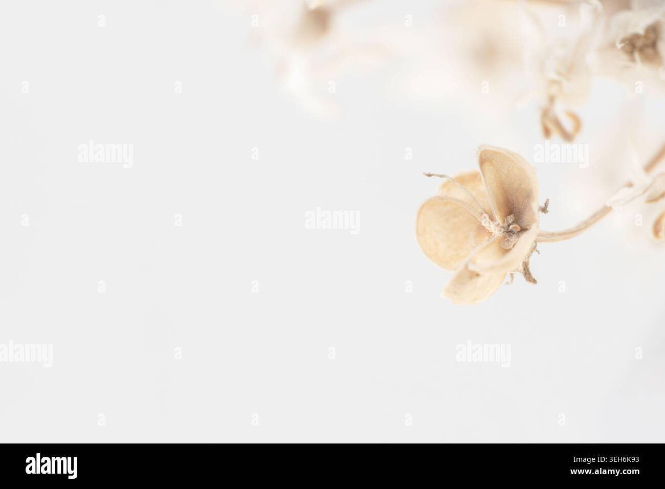 Dry flower buds on stems macro background with copy space on light backdrop front view Stock Photo