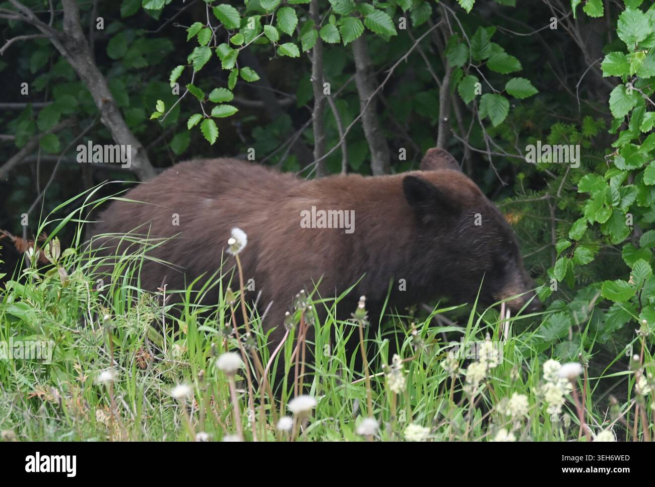 03 July 2025, Canada, Yukon: Photograph of a bear grazing by the ...