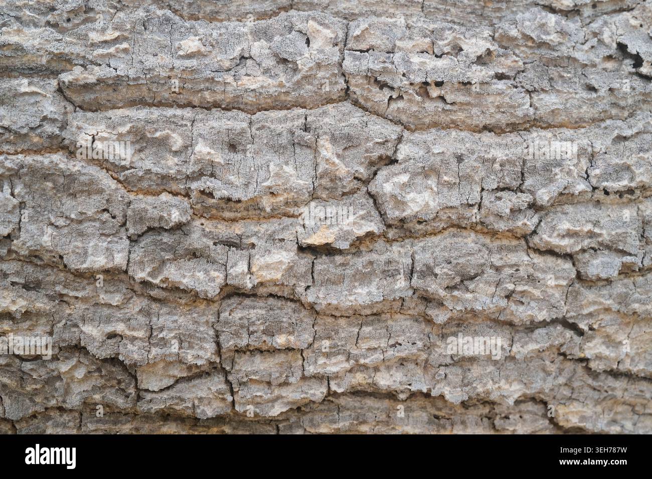Tree bark grey texture Stock Photo
