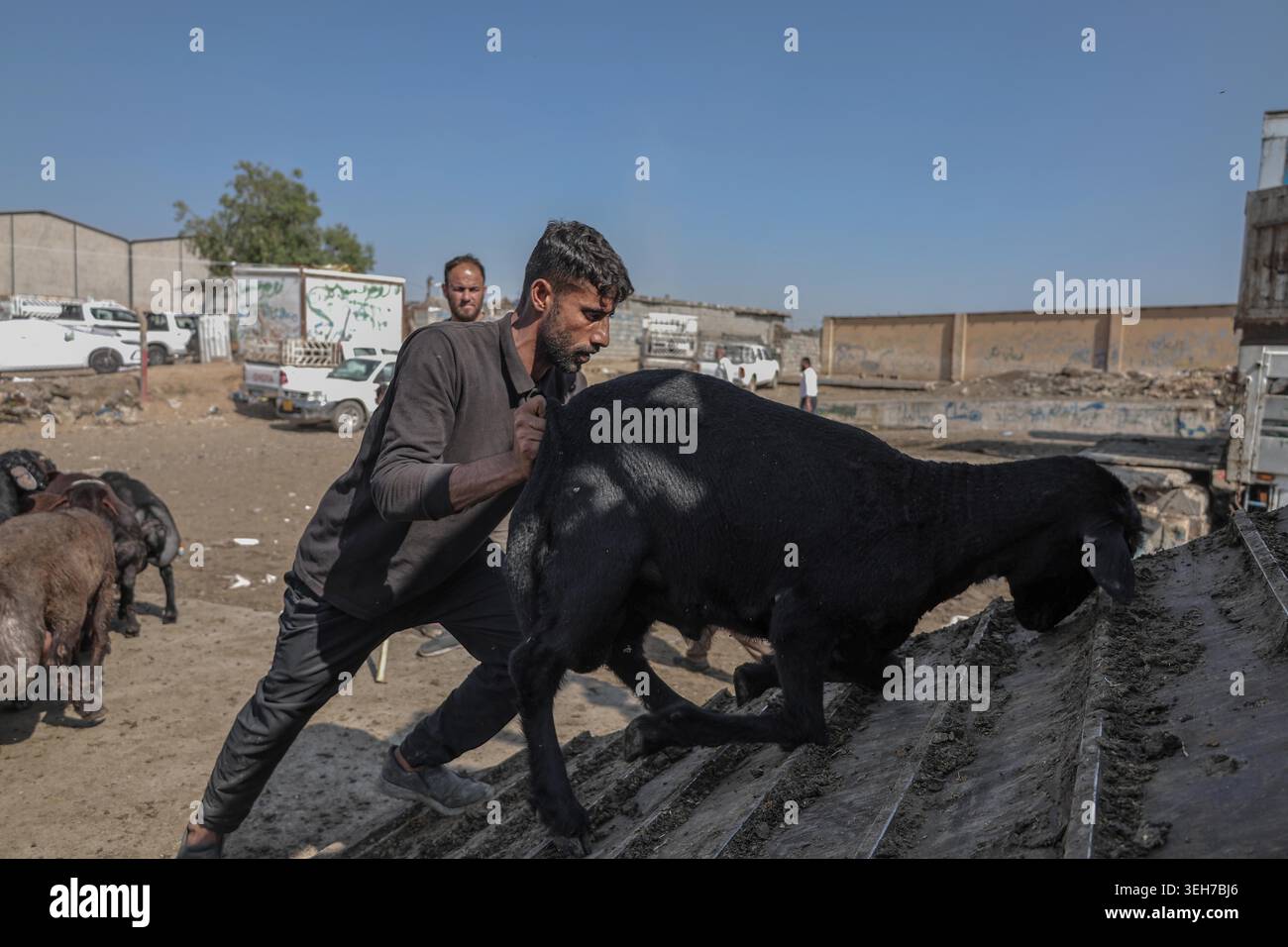 Iraq Cows Erbil, Kurdistan Region, Iraq. 22nd May, 2026. Livestock traders and ...