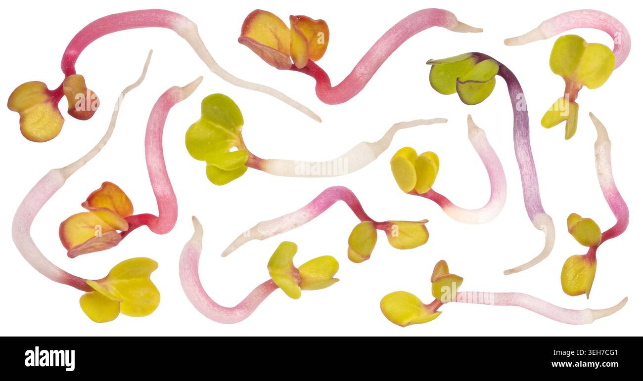 Radish microgreens isolated on white background with clipping path Stock Photo