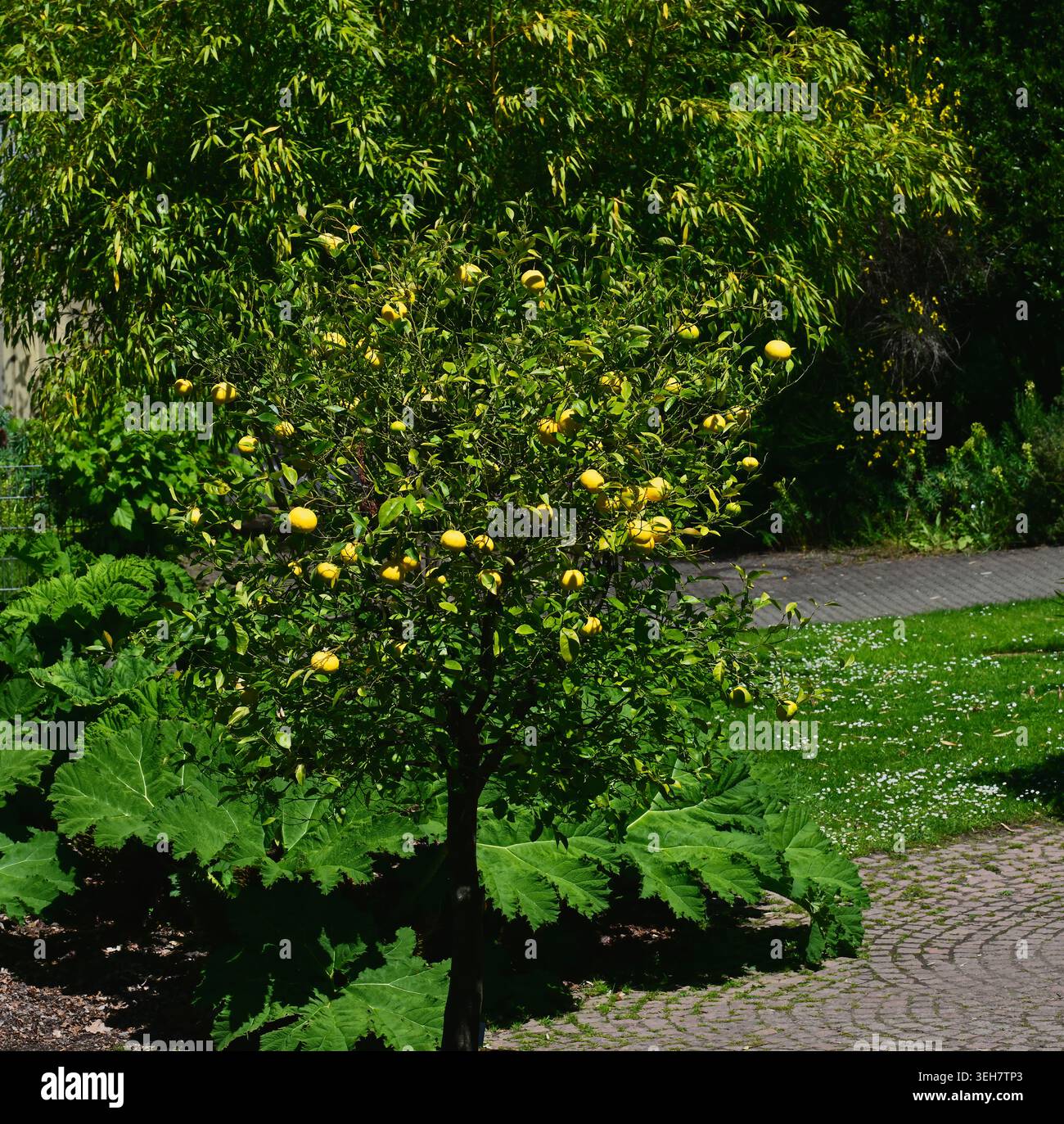 Pomelo fruit (citrus maxima) growing on a tree Stock Photo
