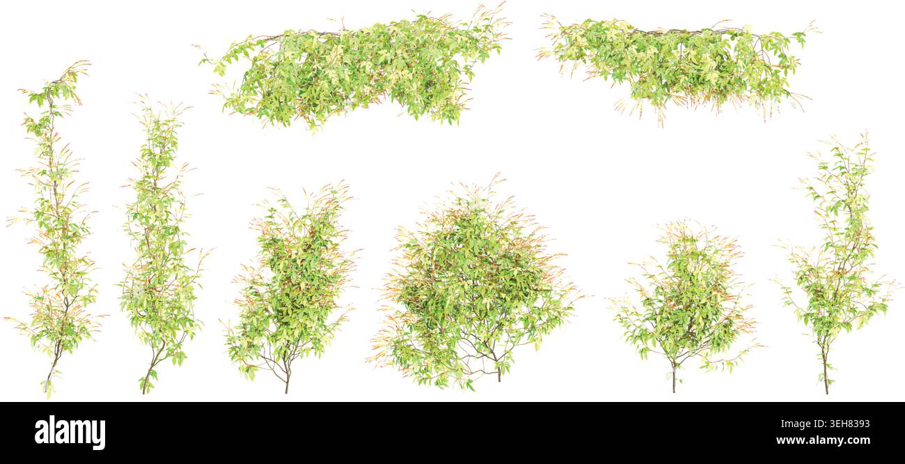 Fire vine creeper plants with transparent background, 3d rendering Stock Vector