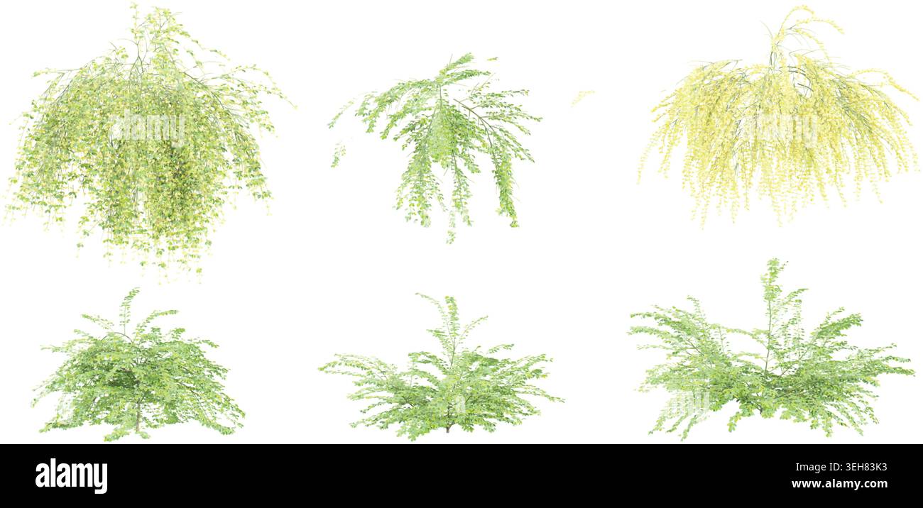 Winter jasmine plants isolated on White background, 3d rendering Stock Vector