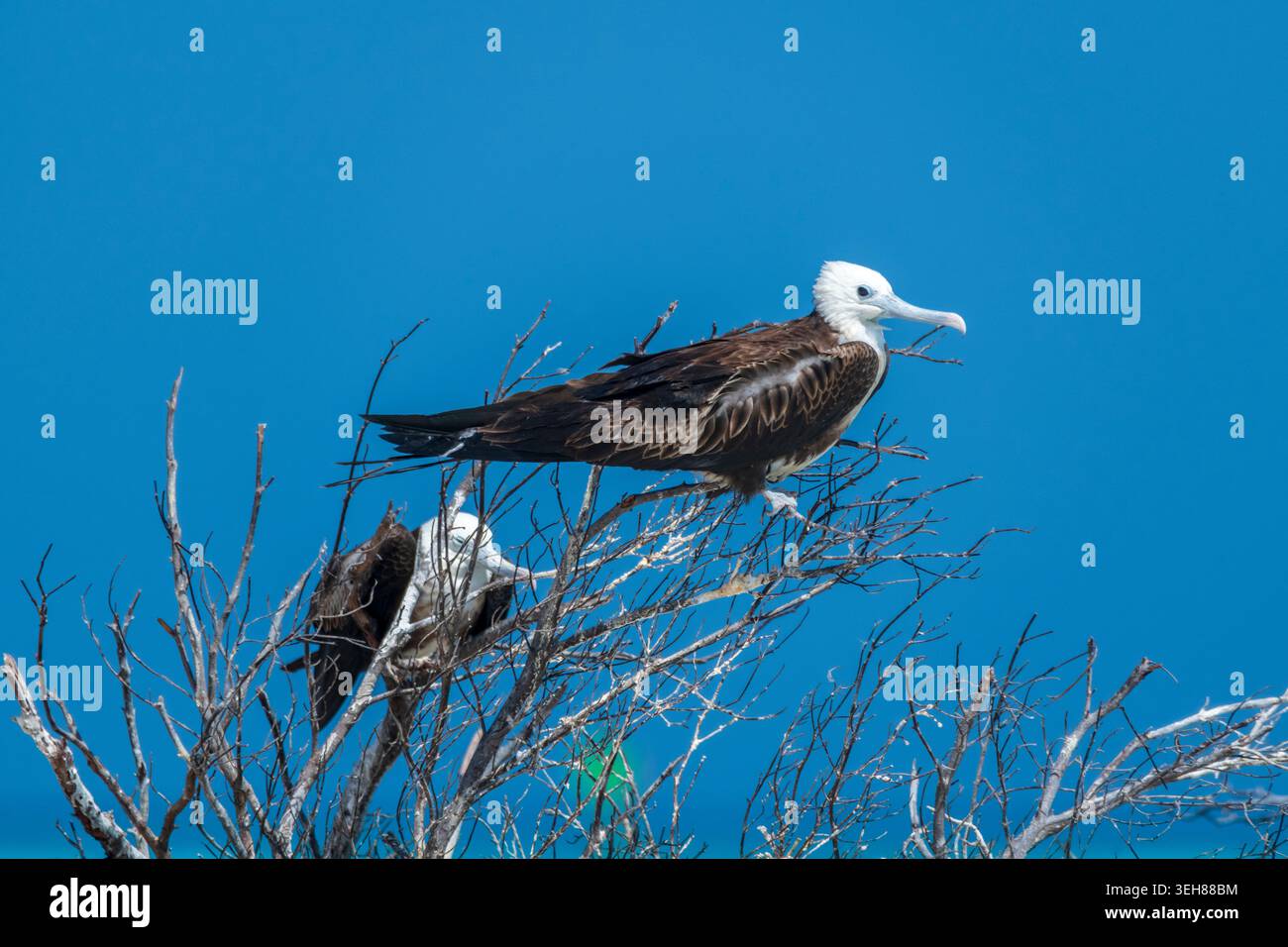 Young magnificent frigatebird perched on a tree Stock Photo