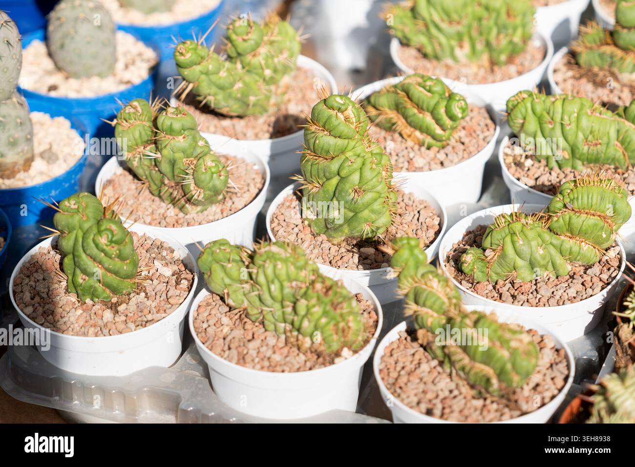 Crested monstrose Eulychnia castanea cactus offsets in white pots ...