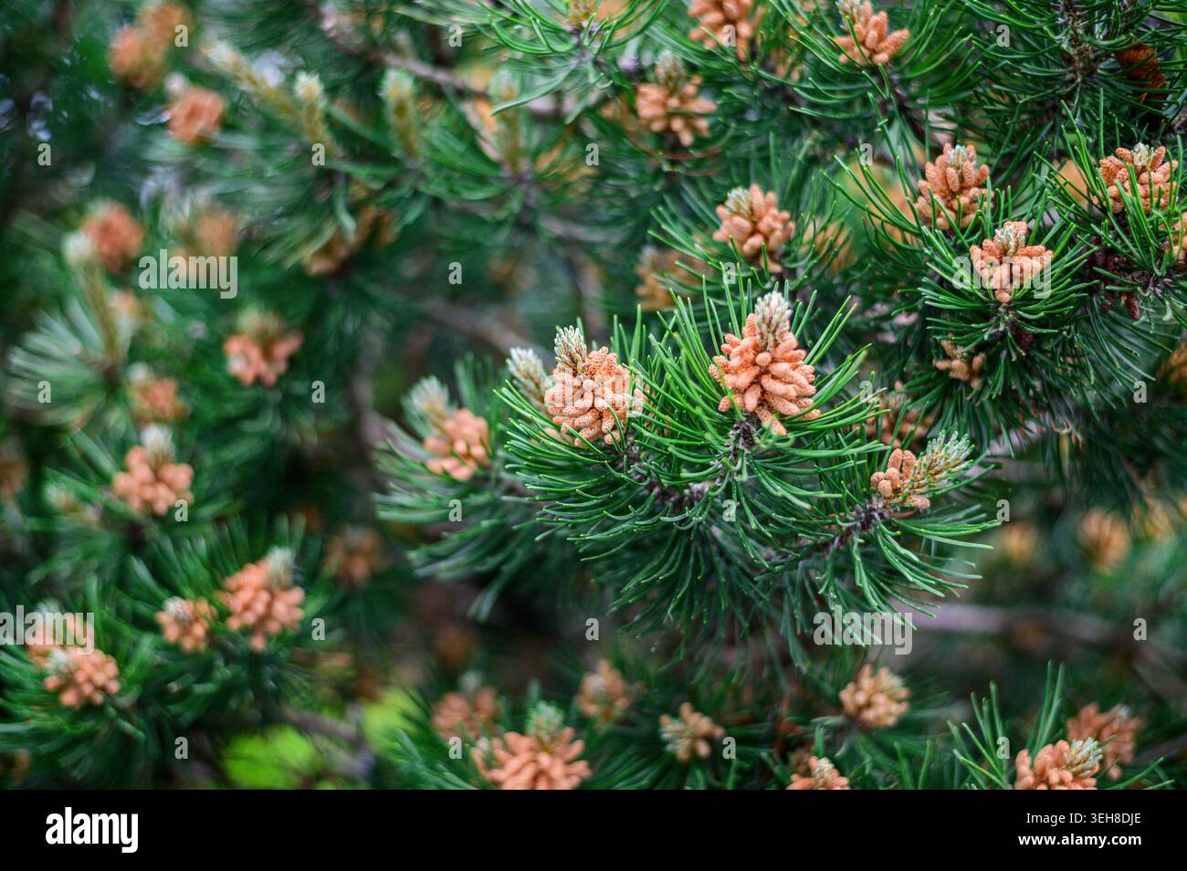 Close-up of young pine cones emerging on evergreen branches in spring Stock Photo