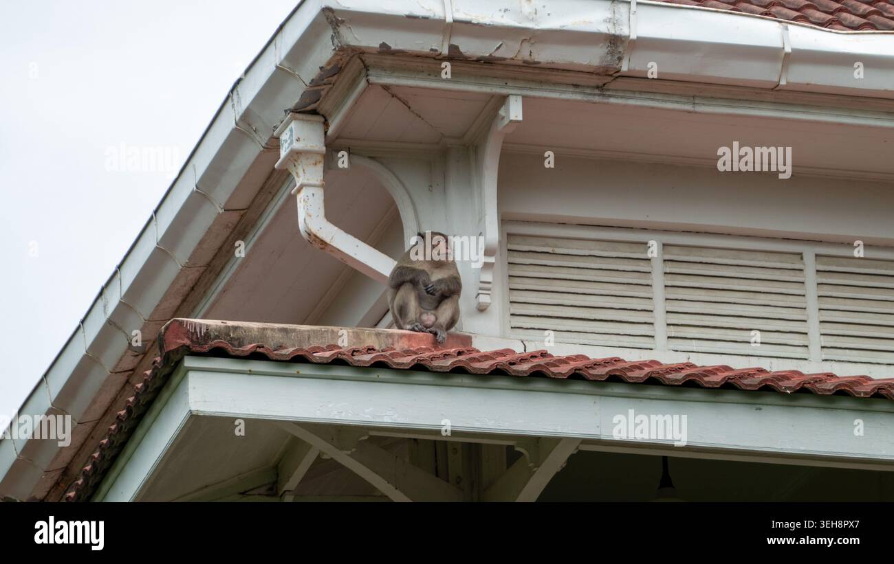 Long-tailed macaque sitting on house roof in Thailand under midday sun Stock Photo