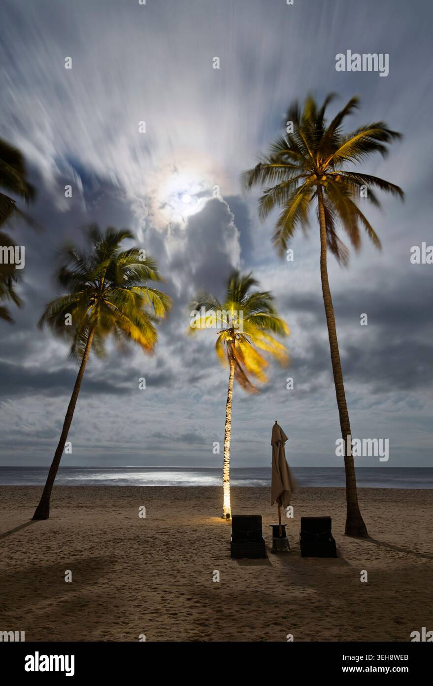 Palm trees on a beach under moonlight, Sri Lanka Stock Photo
