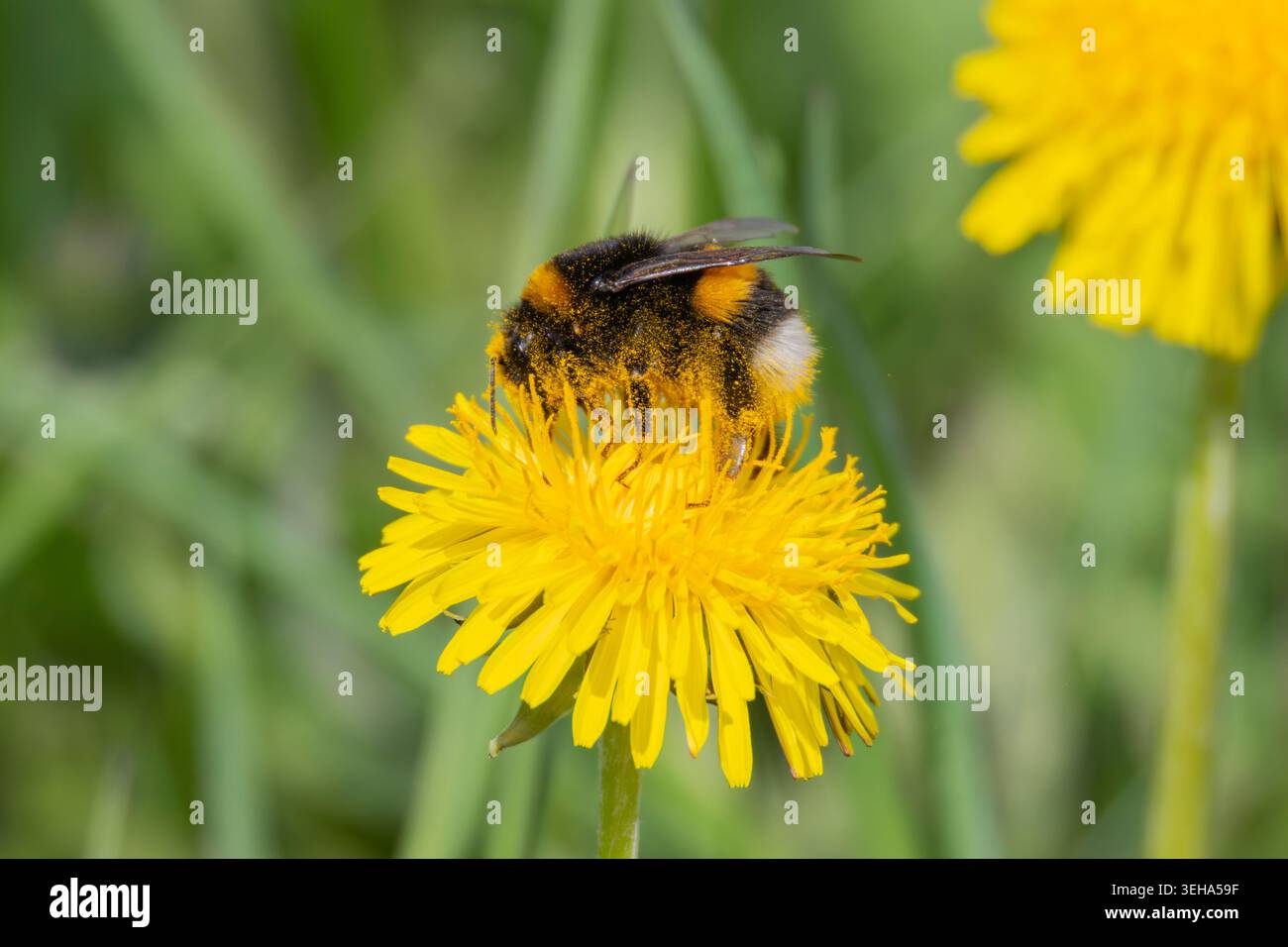 A bubmblebee in a dandelion Stock Photo