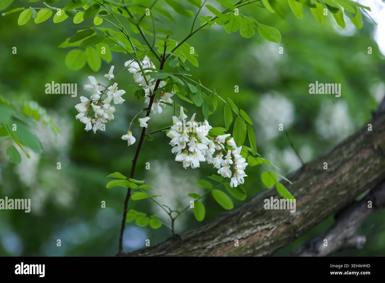 A close-up horizontal photograph of blooming white acacia flowers, also ...