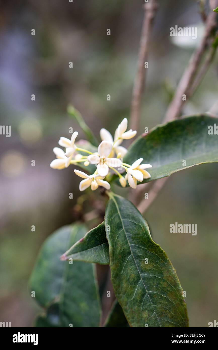 Osmanthus fragrans hi-res stock photography and images - Alamy