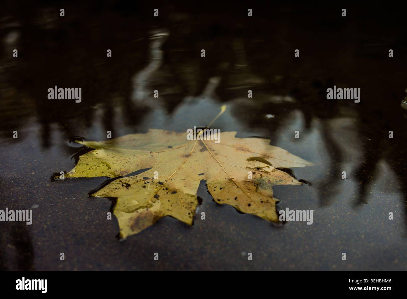 Floating Autumn Leaf on Dark Waters Stock Photo