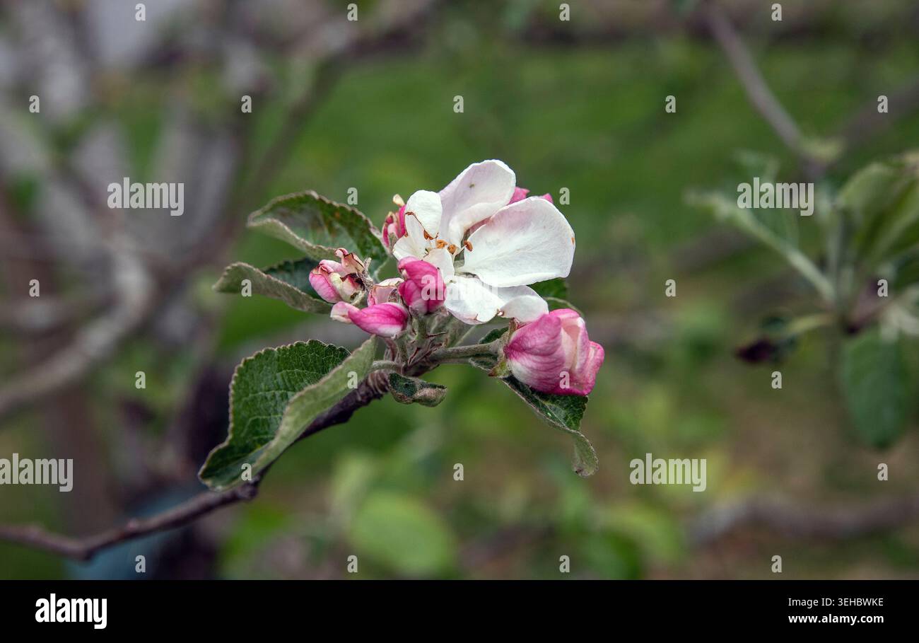 Close-up of white apple blossom Stock Photo