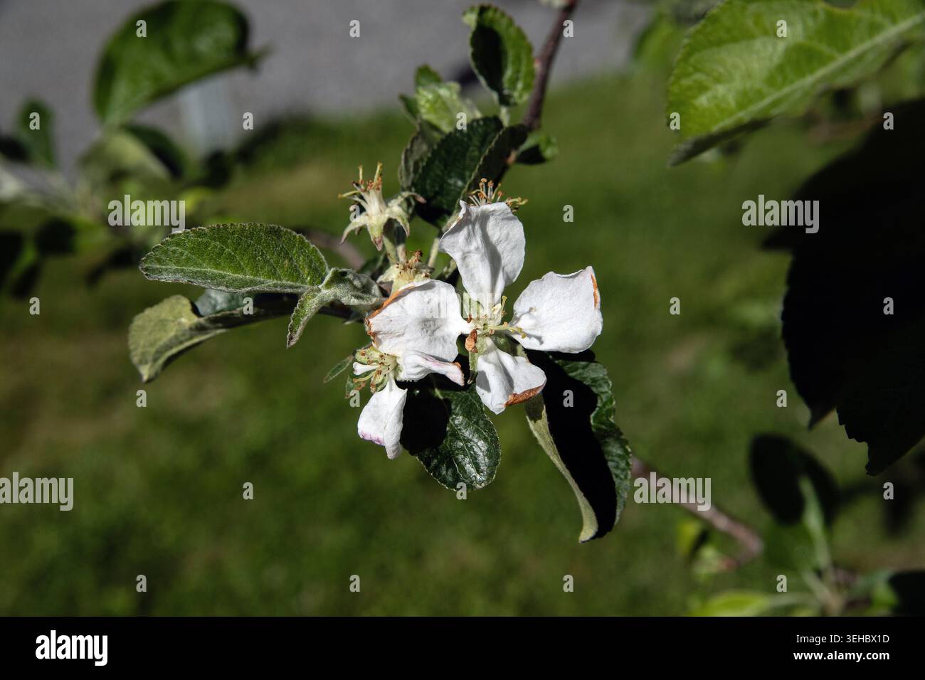 Close-up of white apple blossom Stock Photo