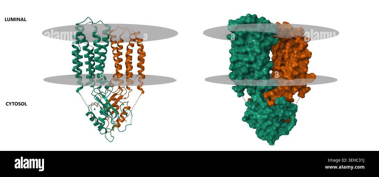 Cryo-EM structure of human zinc transporter 8 (ZnT8), in the presence ...