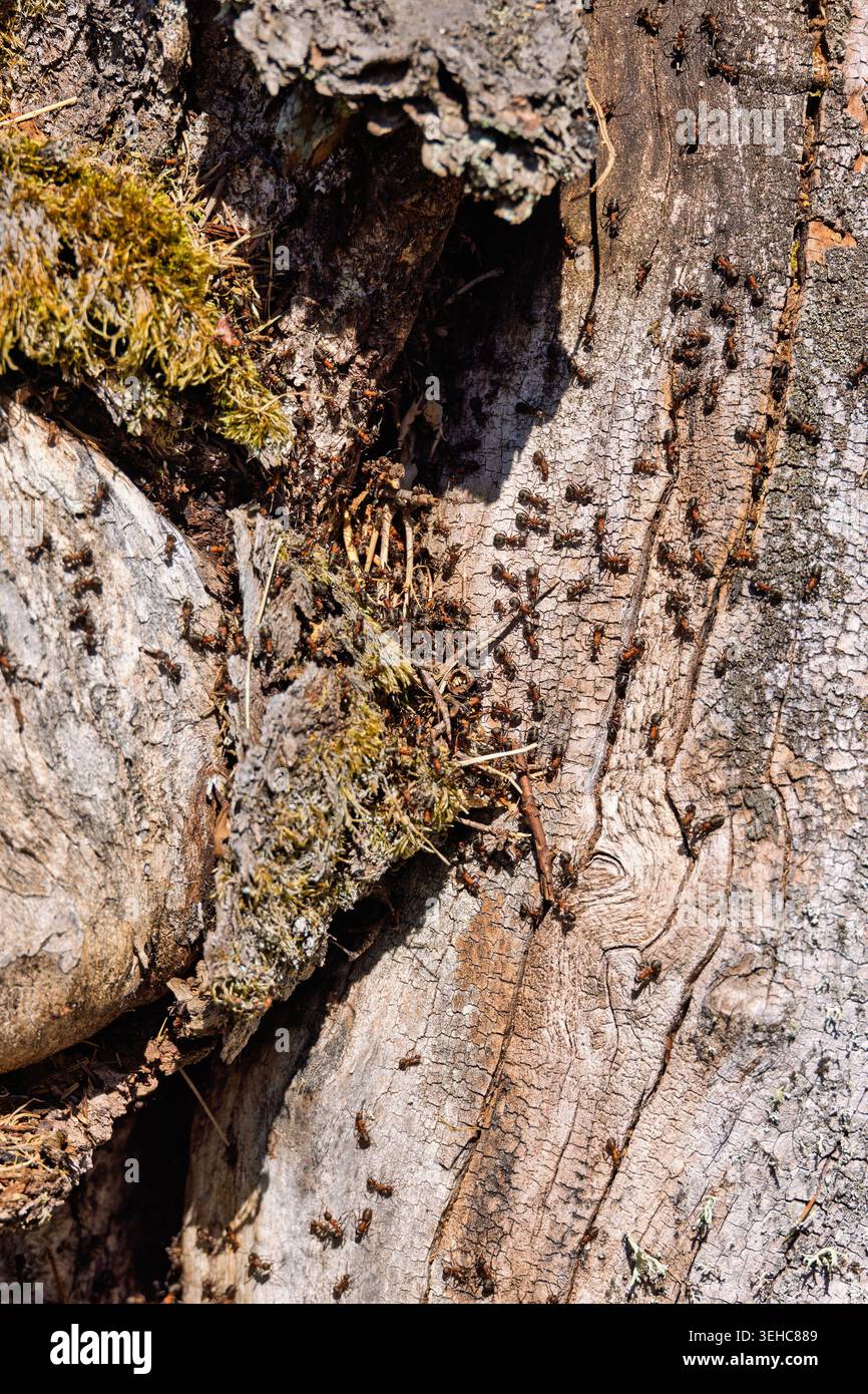 Ants on a tree trunk a sunny spring day Stock Photo