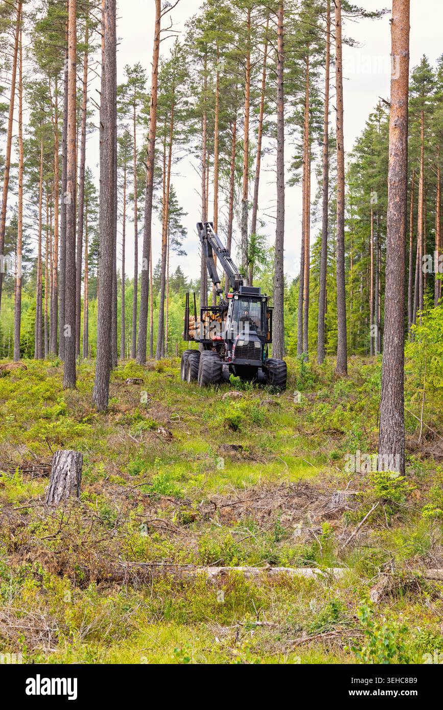 Forwarder with logs in a pine woodland Stock Photo