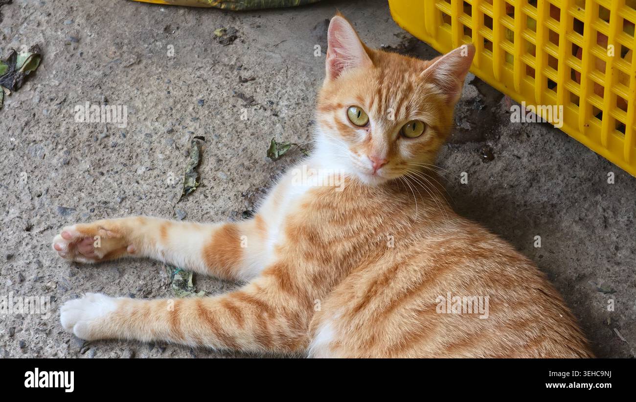 Ginger cat with white paws lying down outdoors looking at camera Stock Photo
