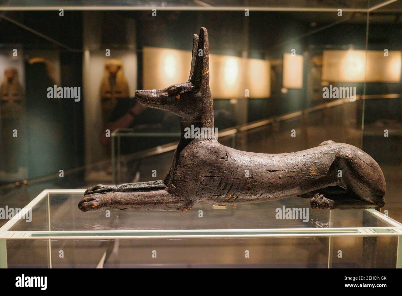 Pharaoh dog hi-res stock photography and images - Alamy