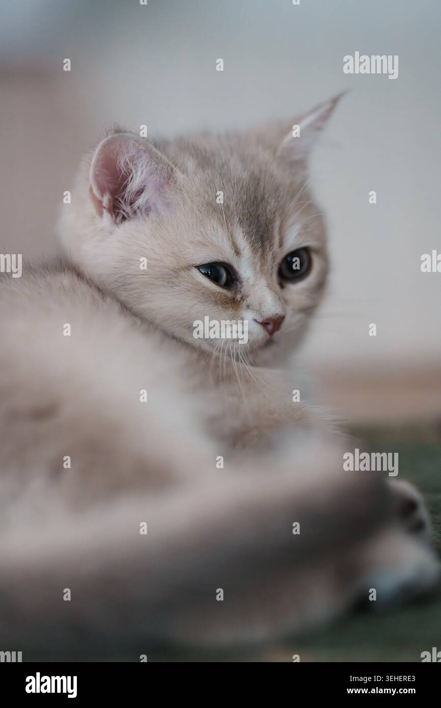 A British Shorthair kitten Stock Photo
