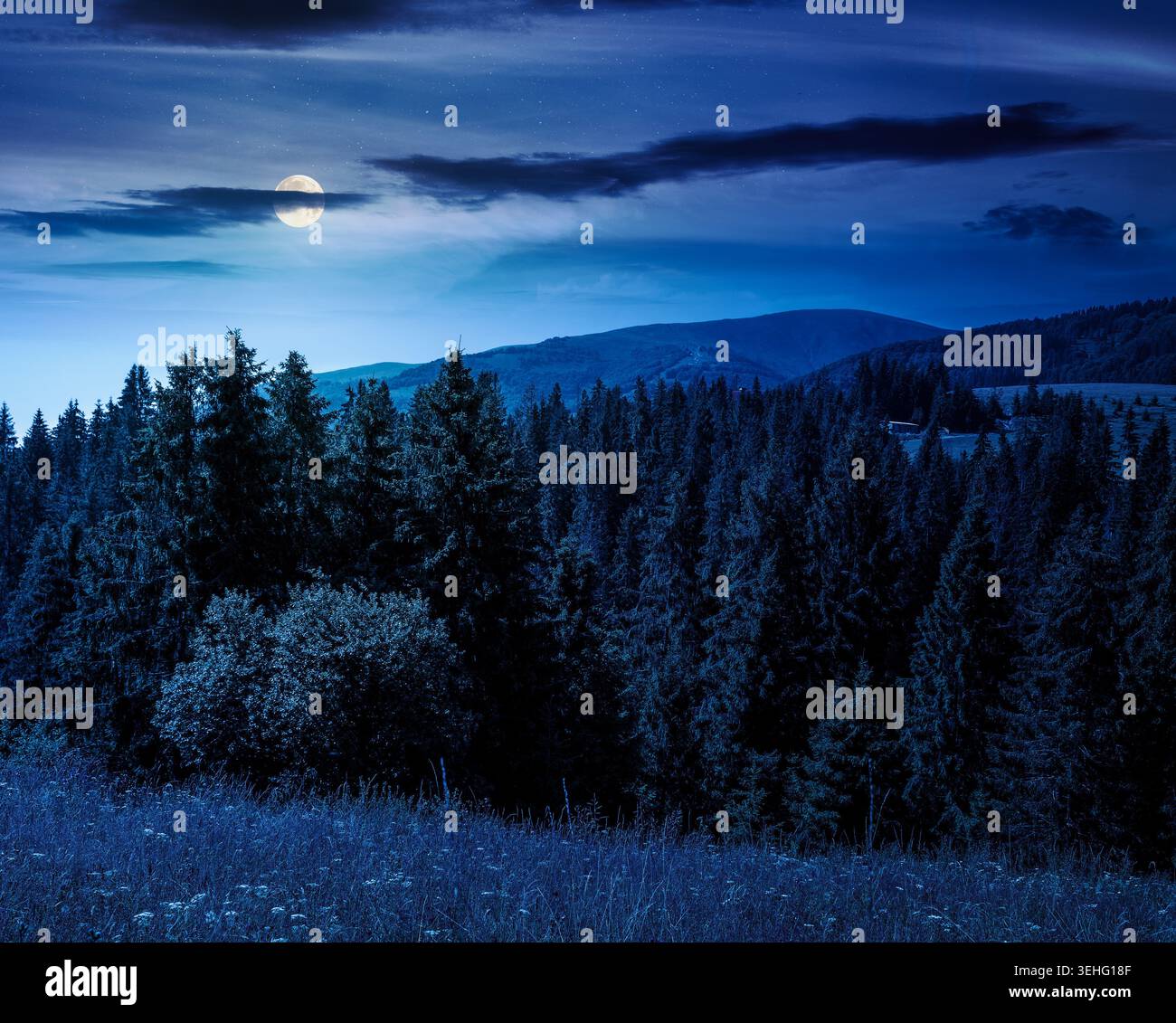 fir trees on a meadow down the will to coniferous forest in mountains of Ukraine at night. full moon over nature background of carpathian mountain lan Stock Photo