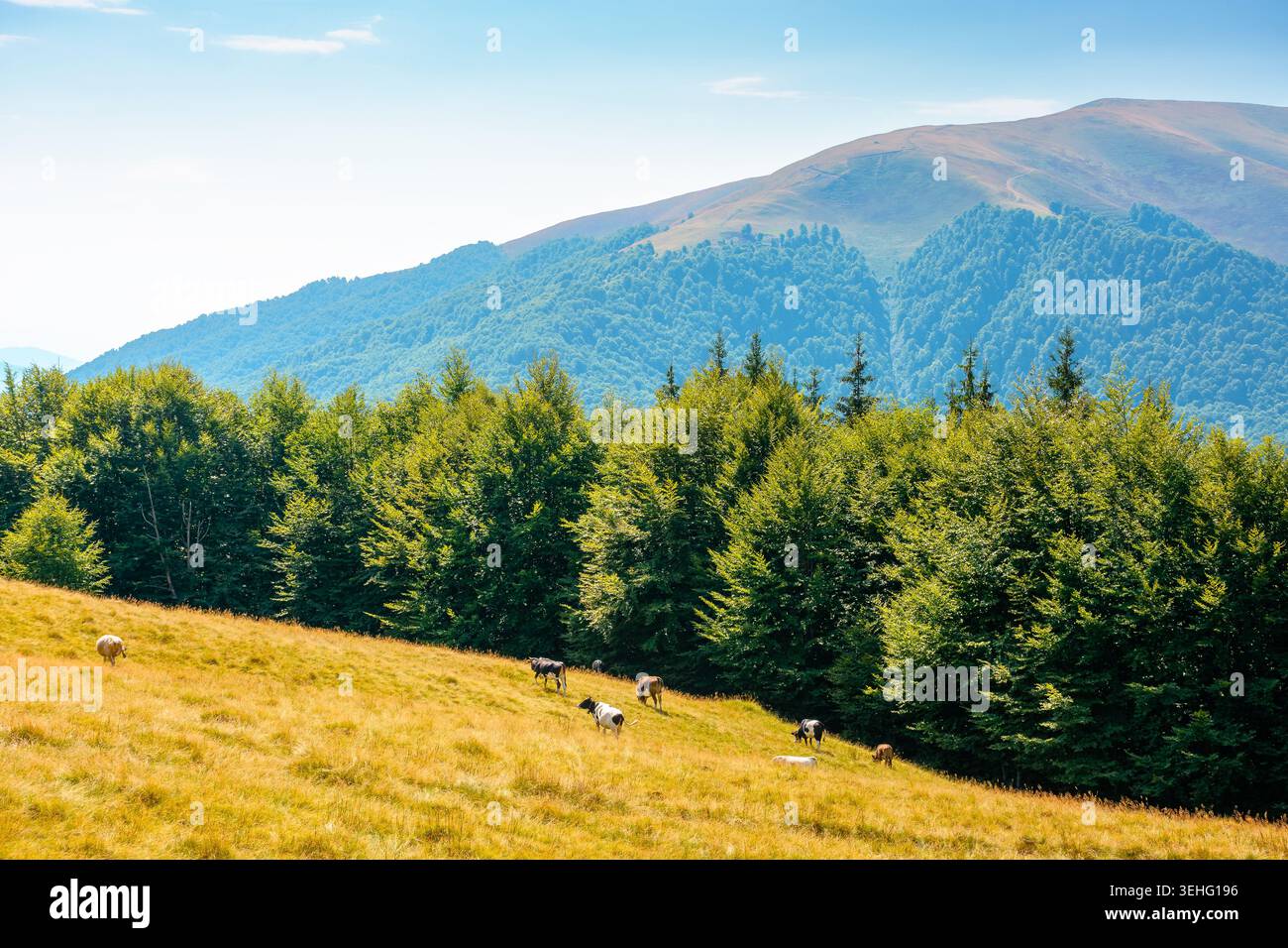 mountainous landscape of ukraine in summer. picturesque highland woods. grassy meadow on a sunny day. view of carpathian mountains countryside with de Stock Photo