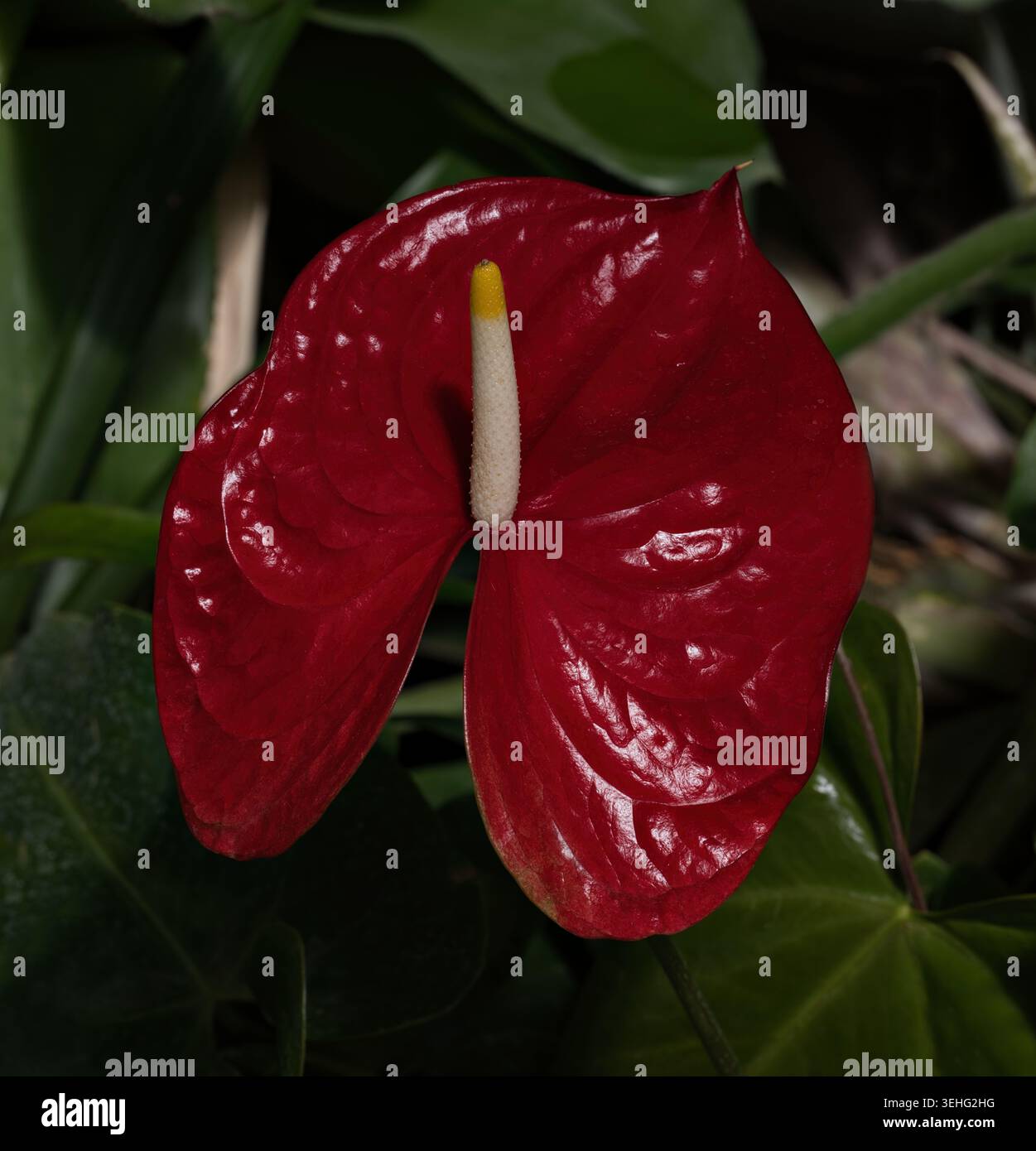 aglaonema australia Aglaonema Commutatum - Dang Mongkol | Uprooted