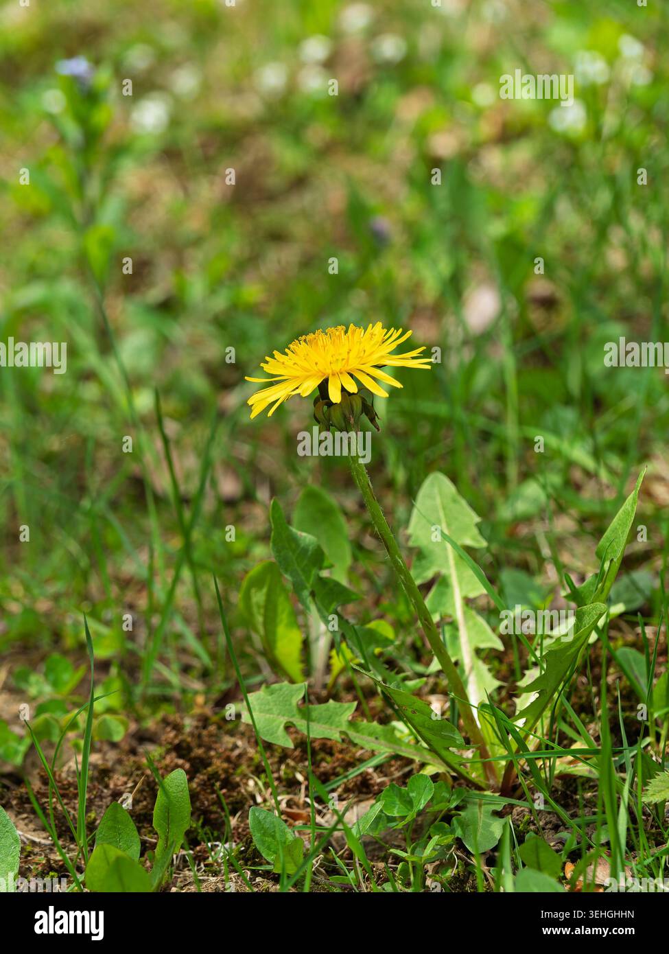 Dandelion in bloom. Quebec,Canada. Stock Photo
