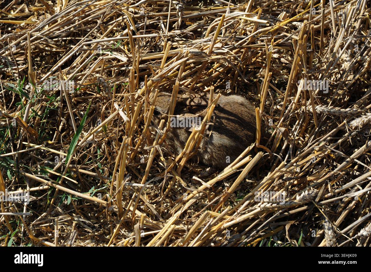Crouched Rabbit A brown rabbit is crouched among cut, golden barley stalks. Some green ...