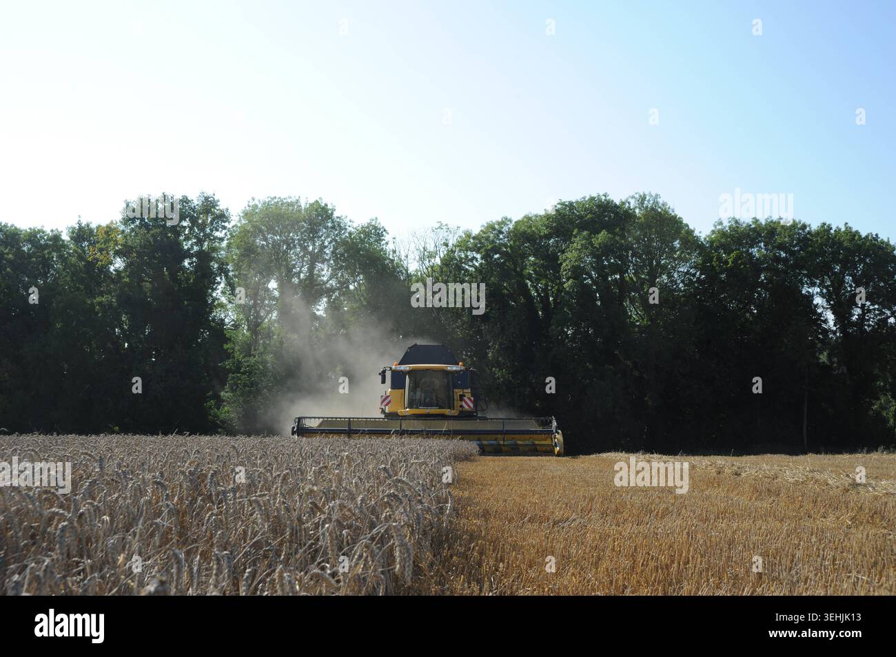 A yellow combine harvester harvests a field of barley in front of a ...