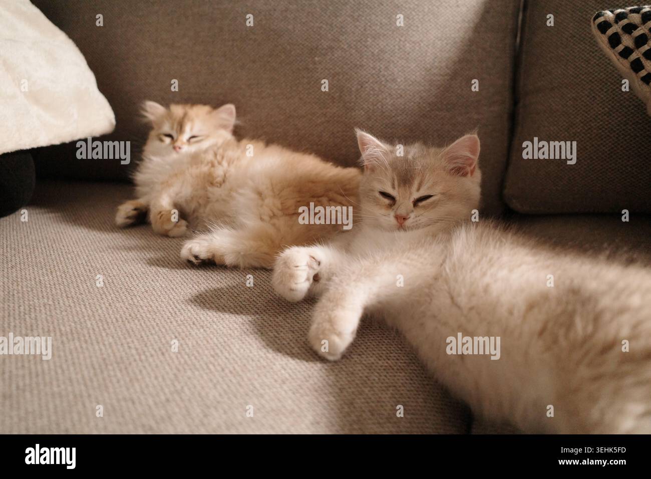 A fluffy cream colored British Shorthair kitten resting peacefully. There is a yellow  Longhair kitten behind it. Stock Photo