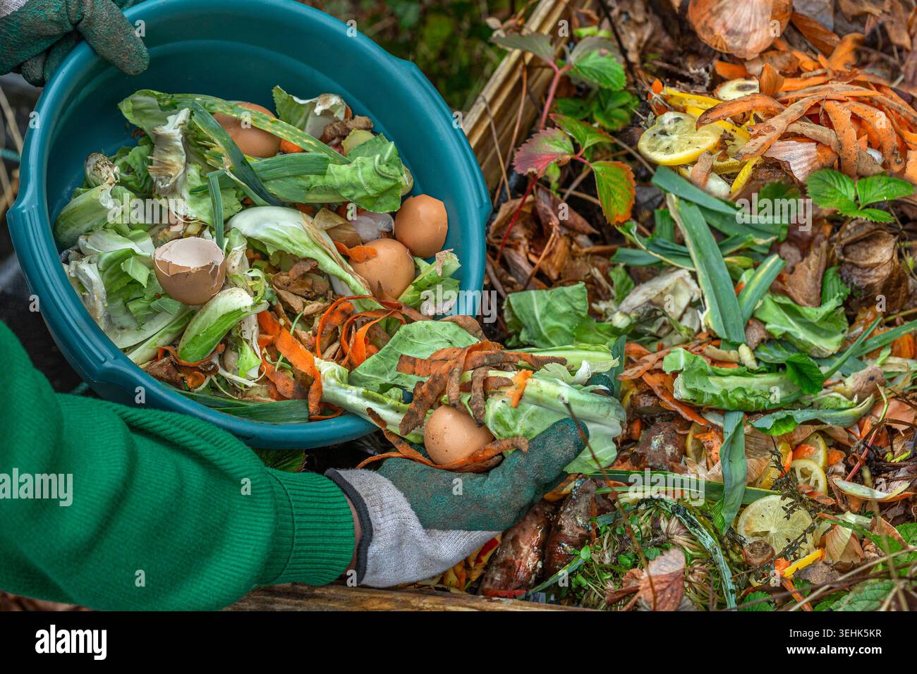 A person wearing gloves pours organic waste, including eggshells and ...