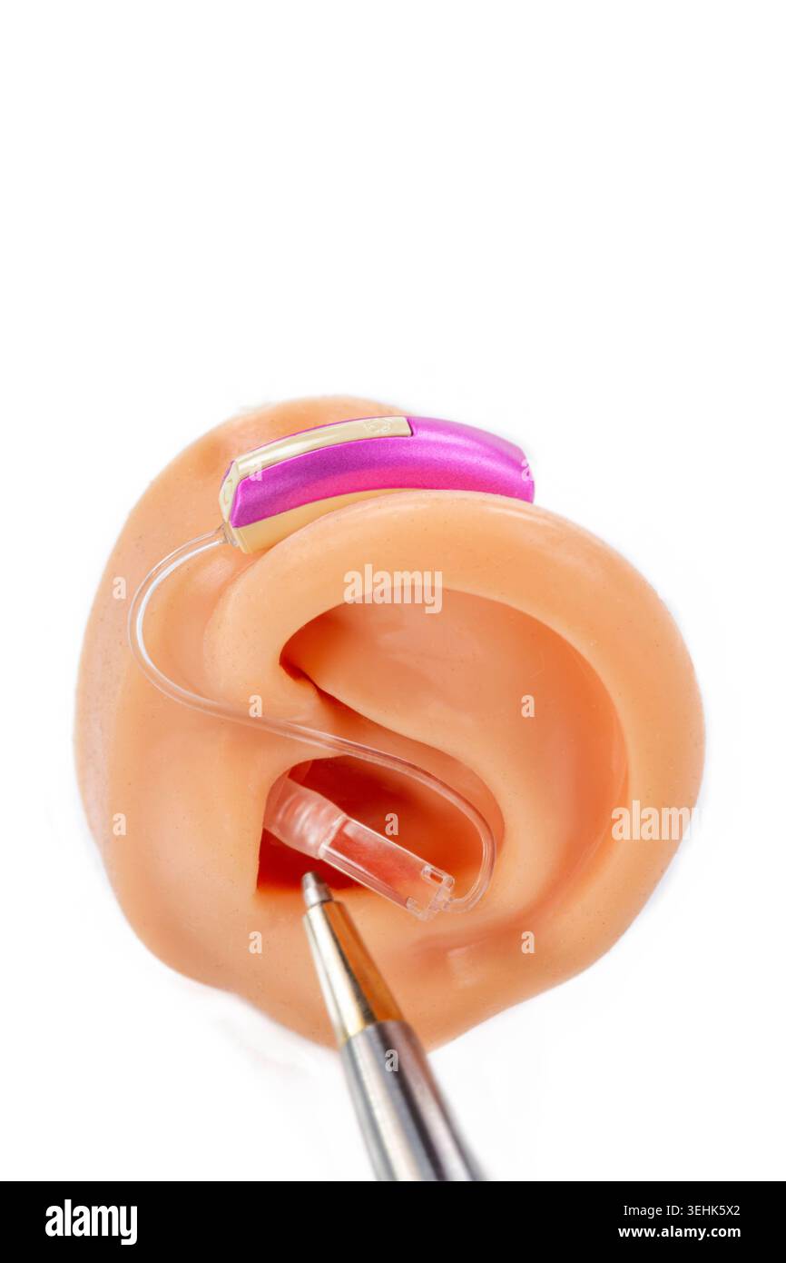 A purple behind-the-ear hearing aid is placed on a synthetic model of ...