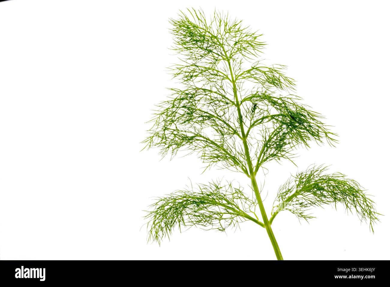 A green, finely divided leaf of dill Anethum graveolens against a white ...