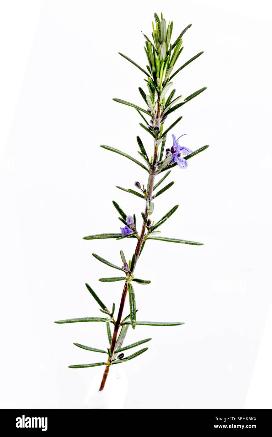 A sprig of rosemary Salvia rosmarinus with linear green leaves and ...