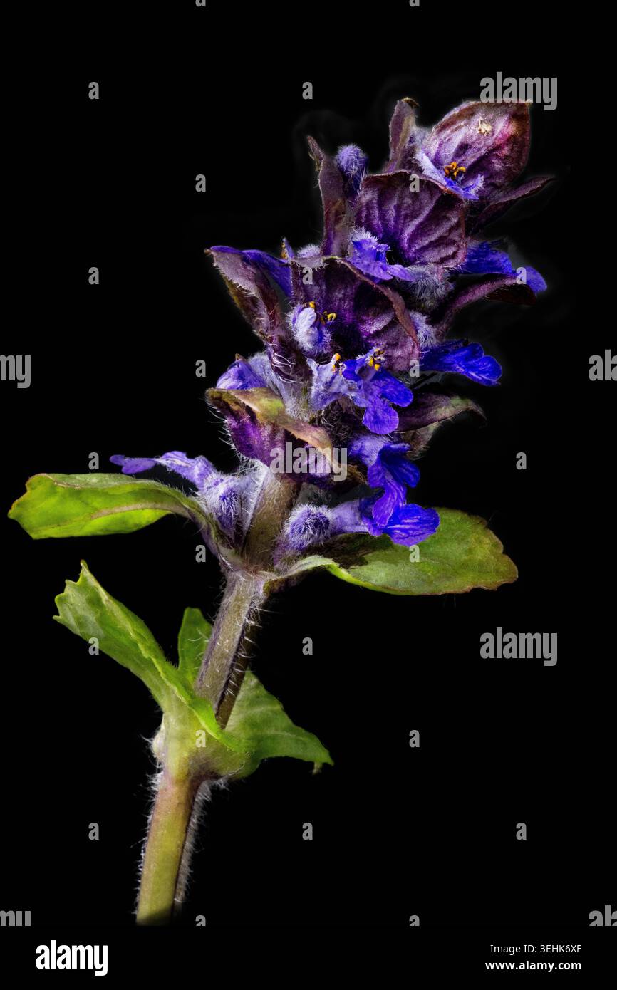 A flowering spike of Salvia farinacea Mealycup Sage with purple flowers ...