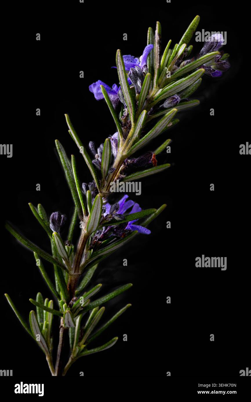 A stem of rosemary Salvia rosmarinus with linear green leaves and small ...