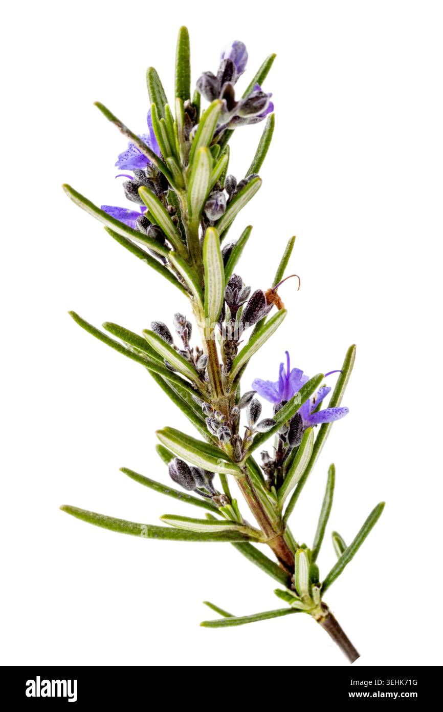 A sprig of rosemary Salvia rosmarinus with linear green leaves, purple ...