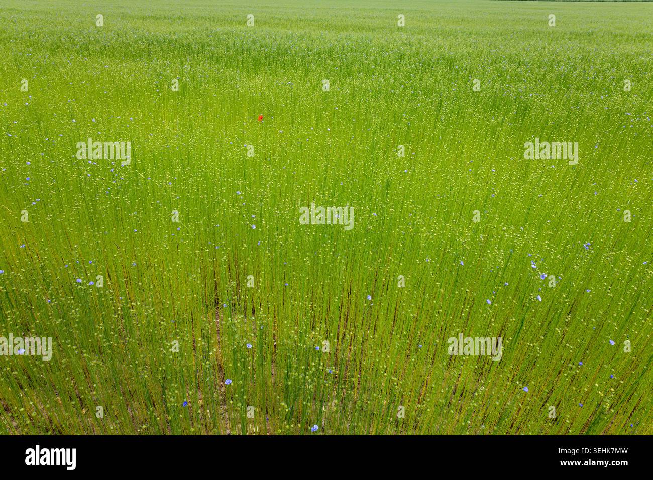A field of green flax plants contains scattered blue flax flowers and a ...