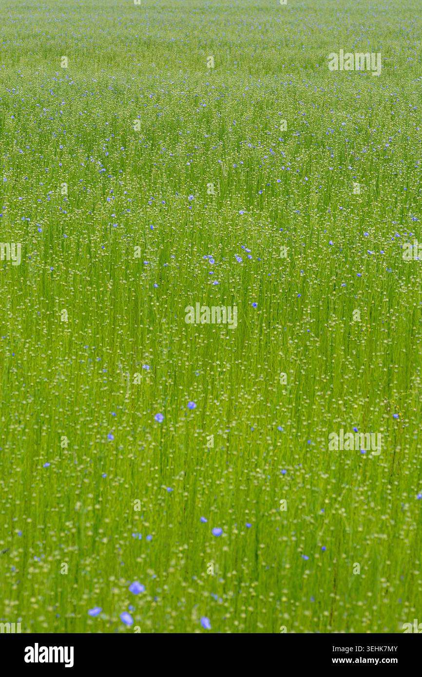 A field of flax plants features green stems and scattered blue flowers ...