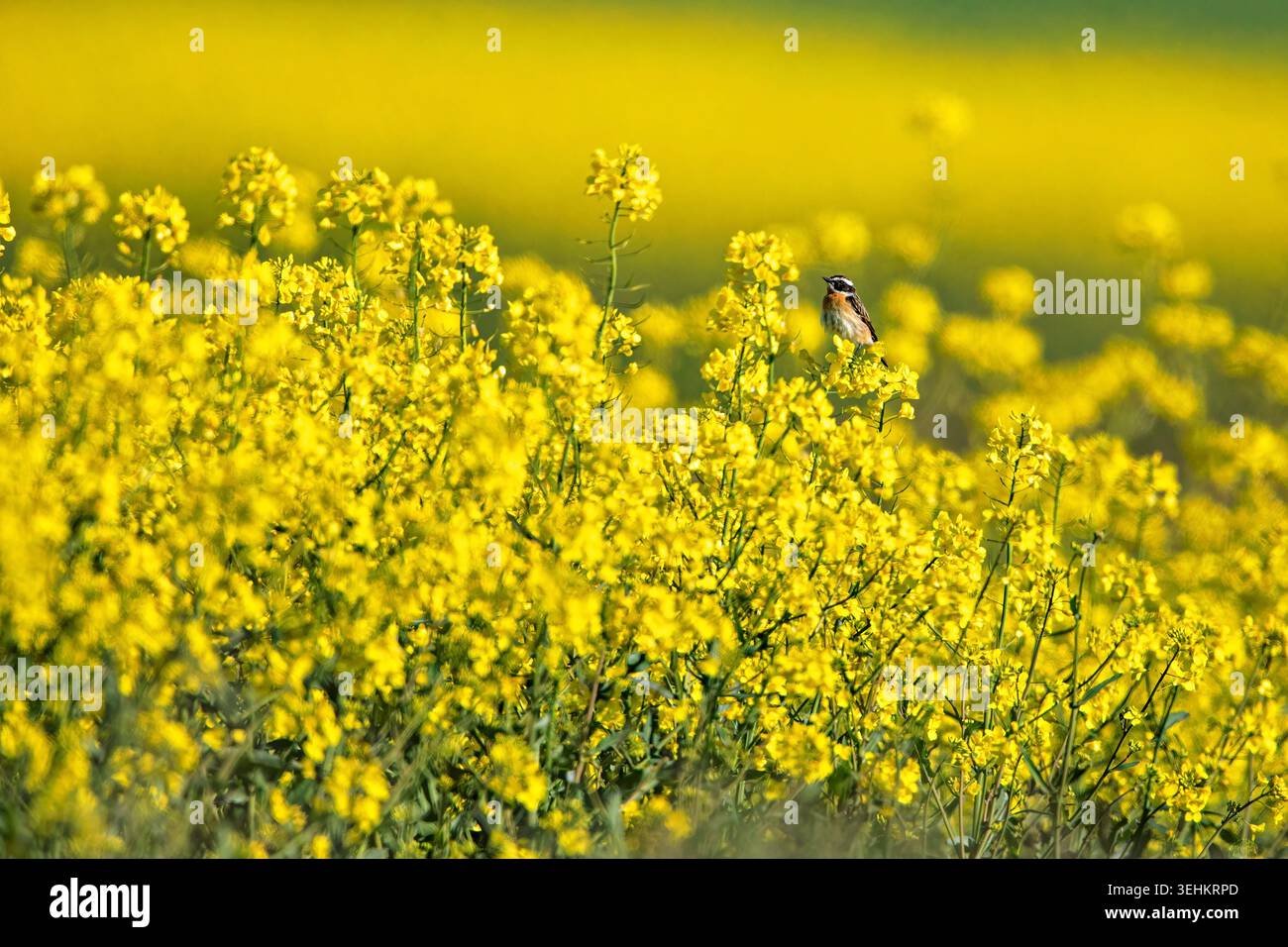 a whinchat on a rapeseed stalk (Saxicola rubetra) Stock Photo