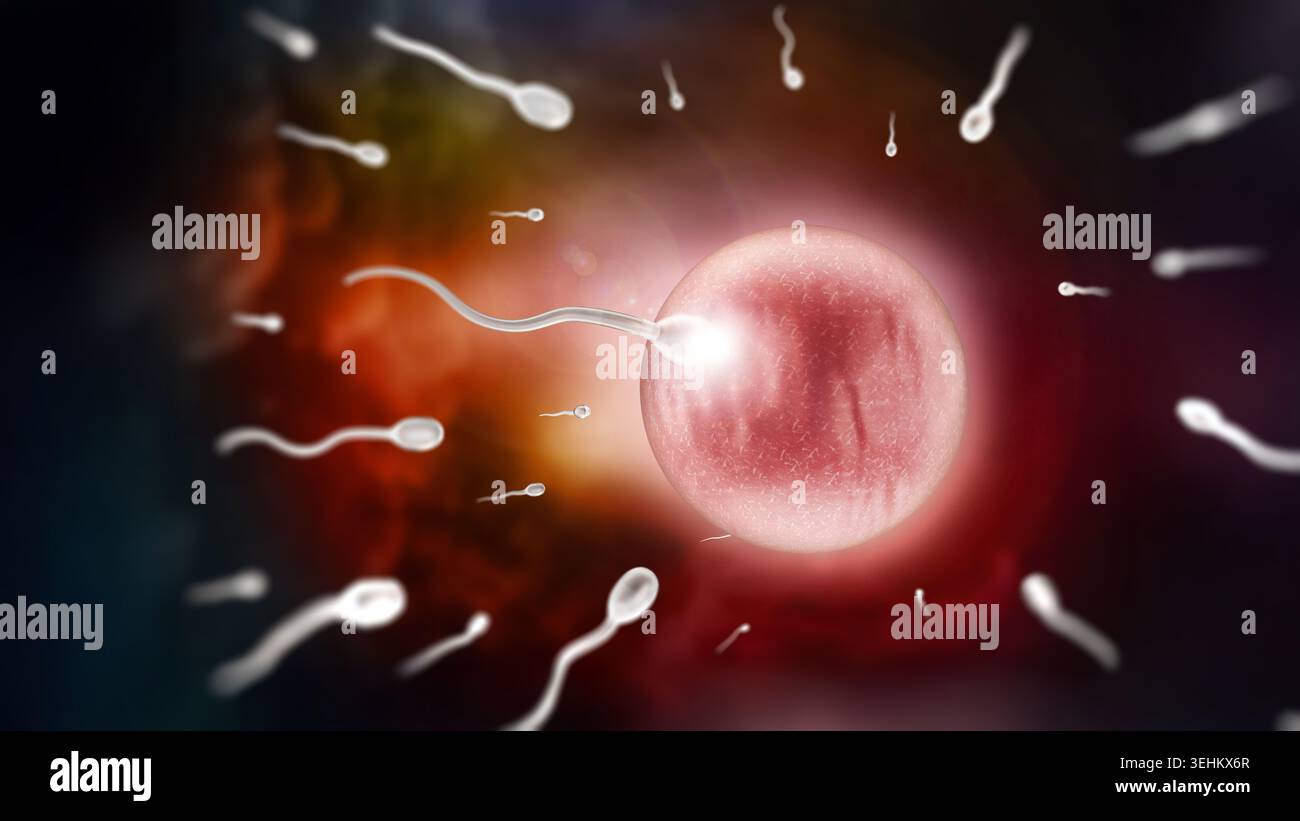 Human egg cell hi-res stock photography and images - Alamy