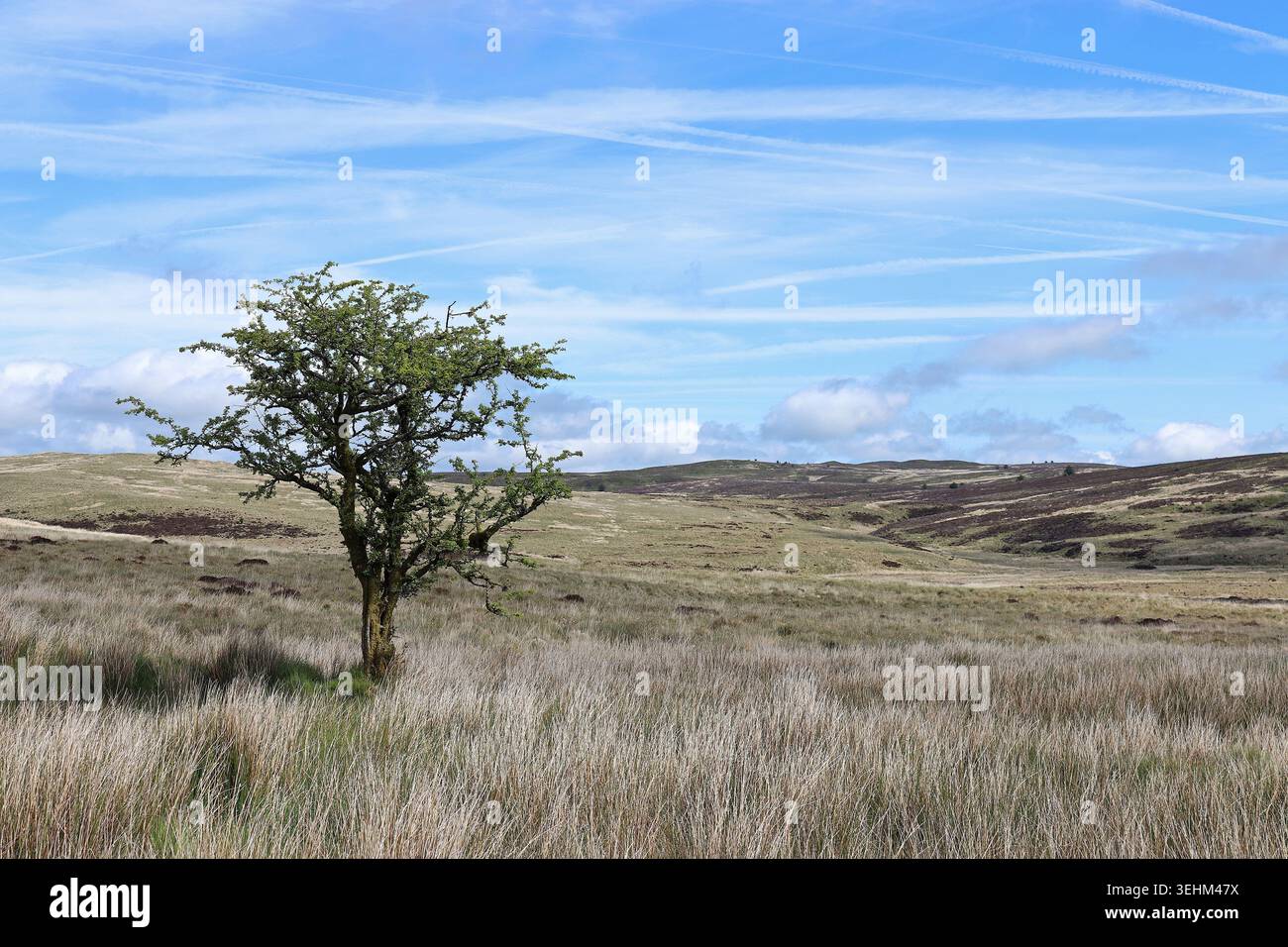 A Lone Hawthorn Tree Stands On the Bleak Denbighshire Moors, Conwy, Wales Stock Photo