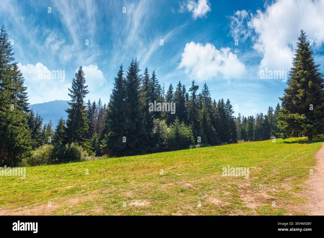 landscape with coniferous forest in summer. scenic view of mountain landscape in poland. spruce trees on a grassy alpine meadow. clouds on the blue sk Stock Photo