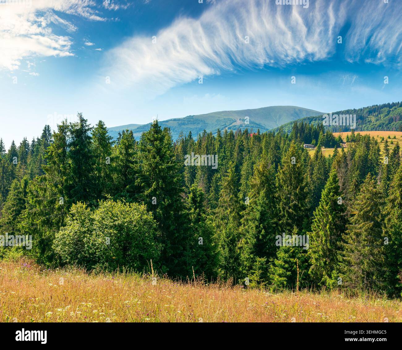 fir trees on a meadow down the will to coniferous forest in sunny mountains of Ukraine. nature background of carpathian mountain landscape for summer Stock Photo
