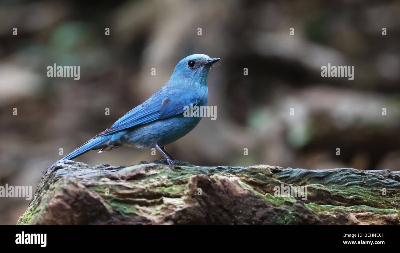 Flycatcher of vietnam hi-res stock photography and images - Alamy
