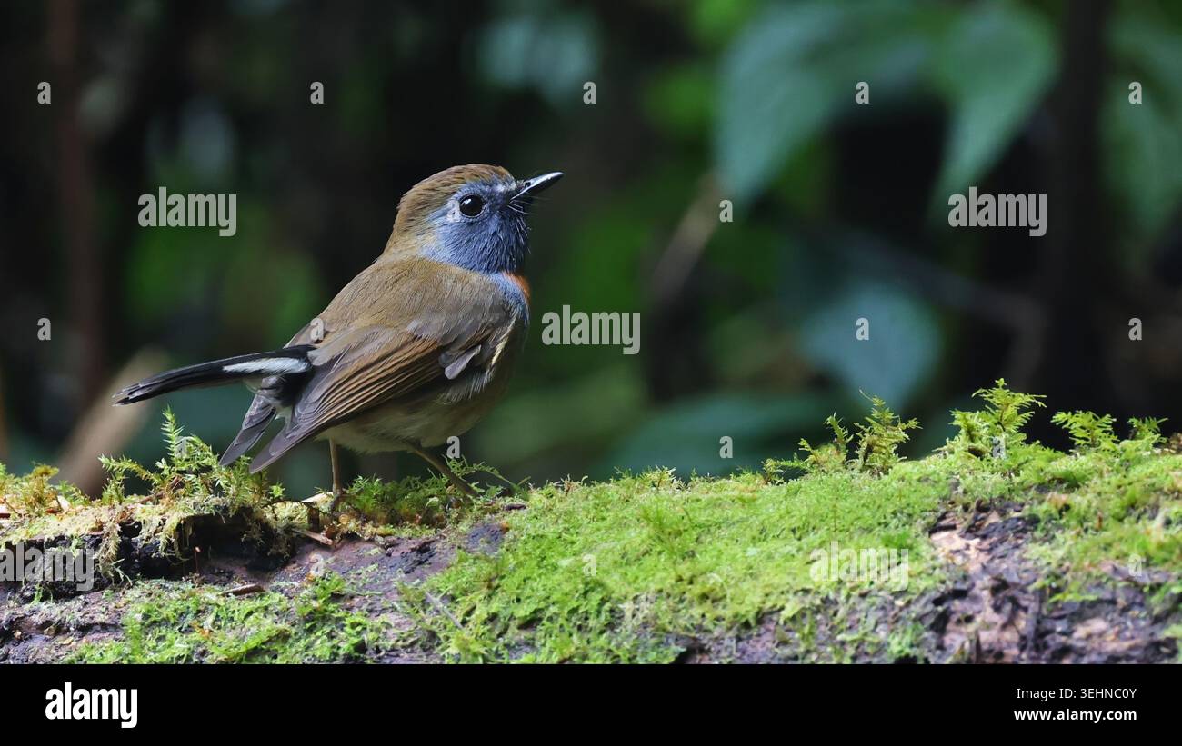 Flycatcher of vietnam hi-res stock photography and images - Alamy