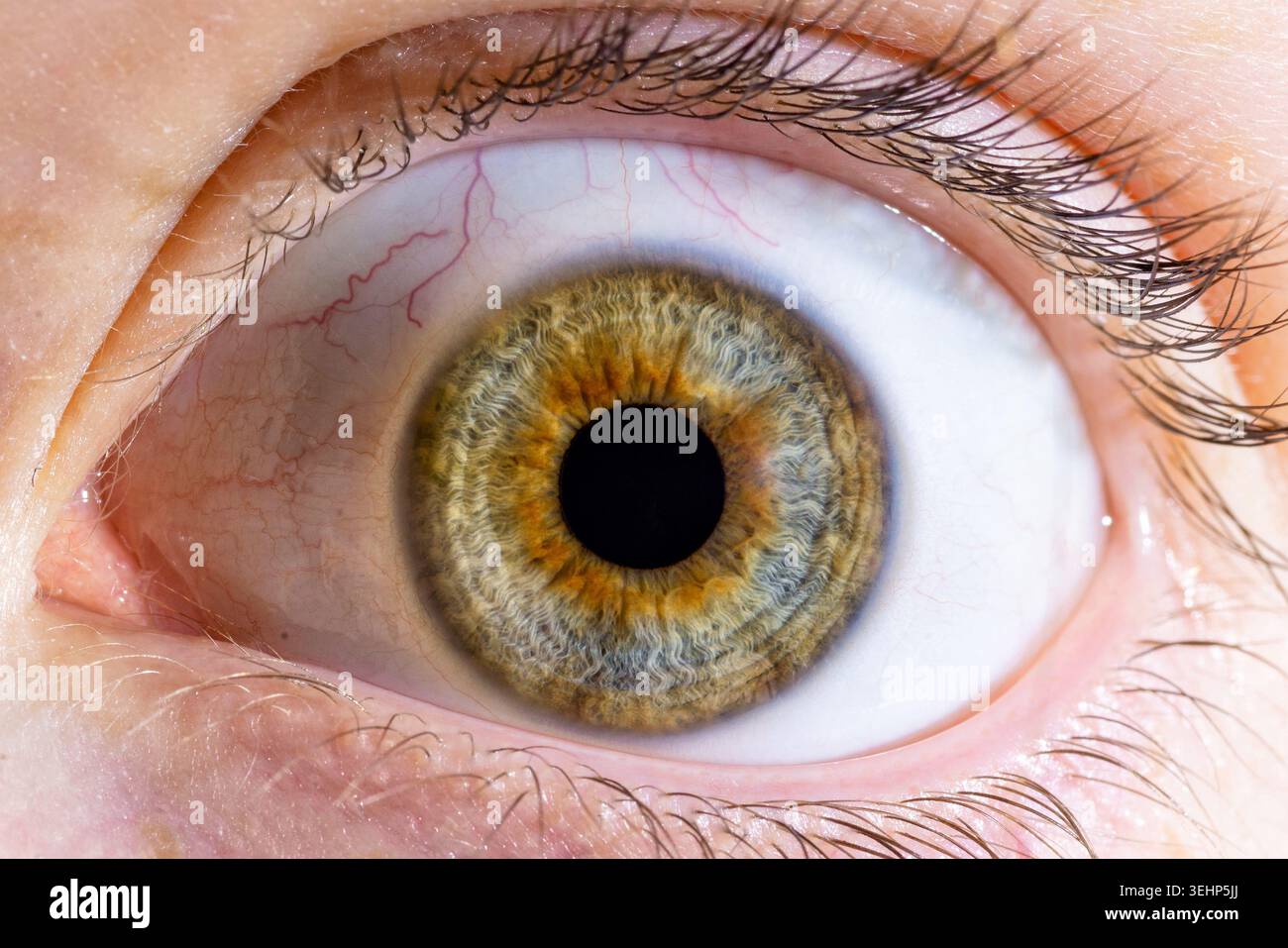 Hazel eye hi-res stock photography and images - Alamy