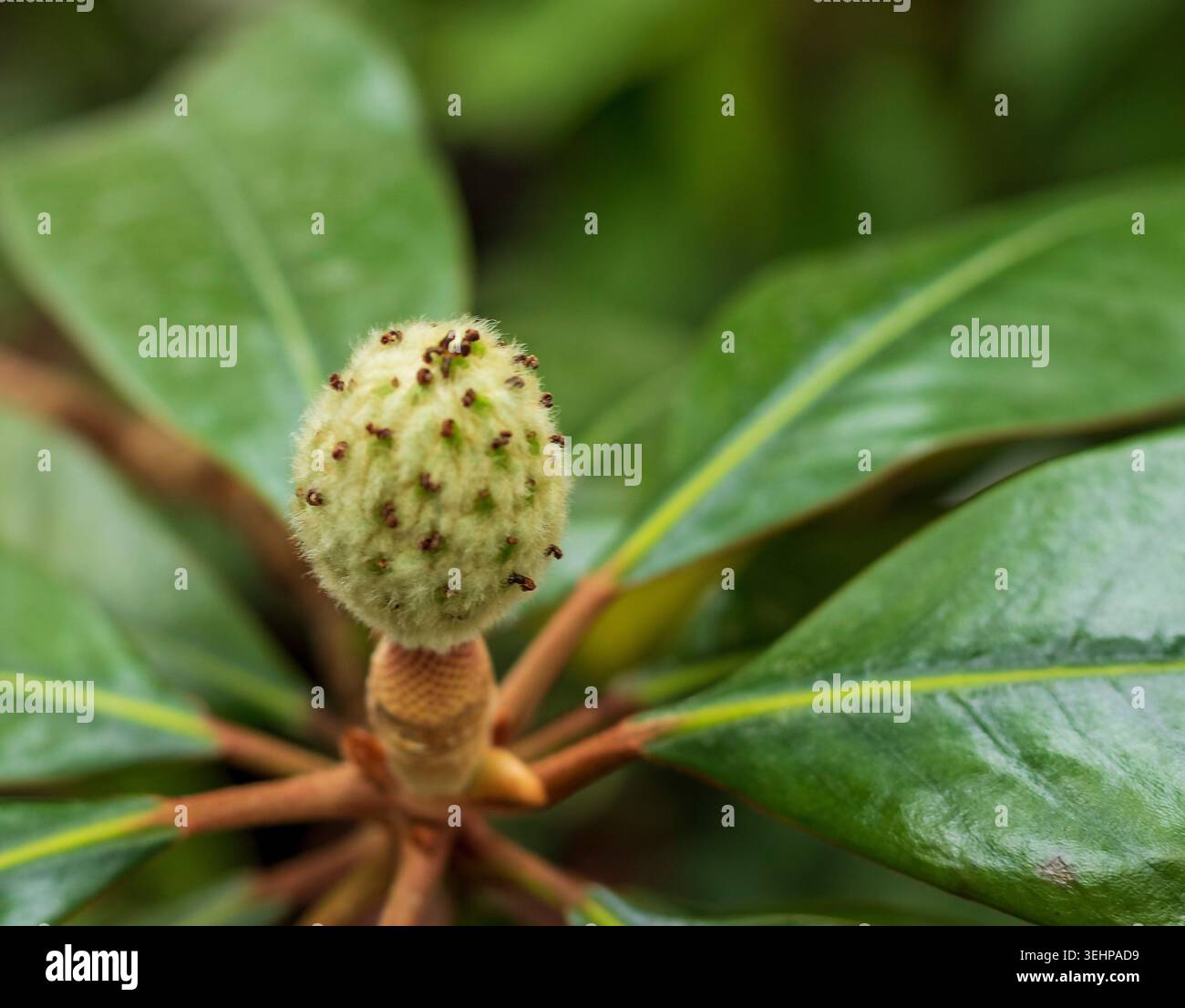 types of zz plants 6-8ft ZZ Plant  Dahing Plants